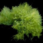 algae