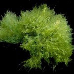 diagnose_algae algae